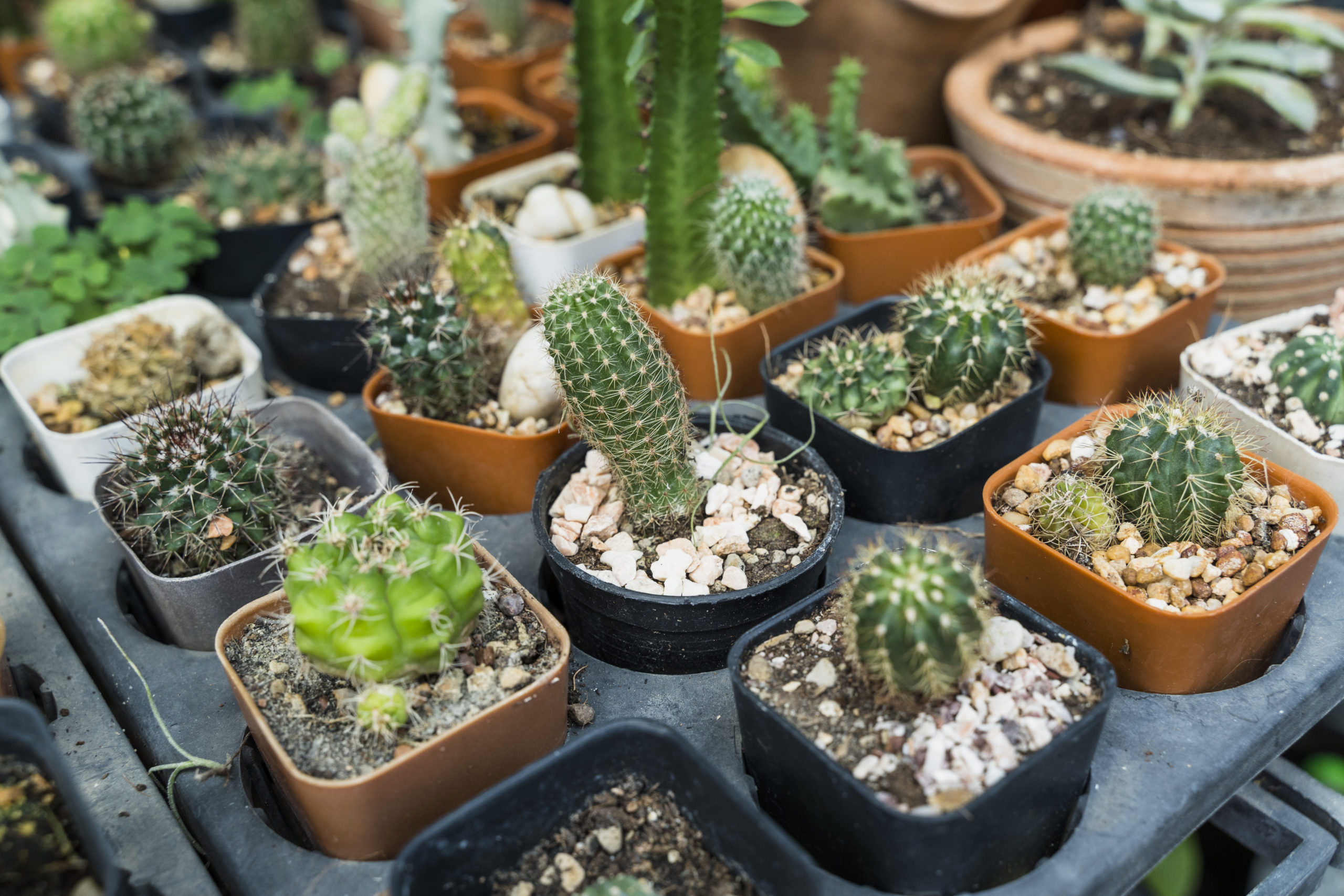 Pandemia e isolamento aumentam procura por cultivo de plantas em casa