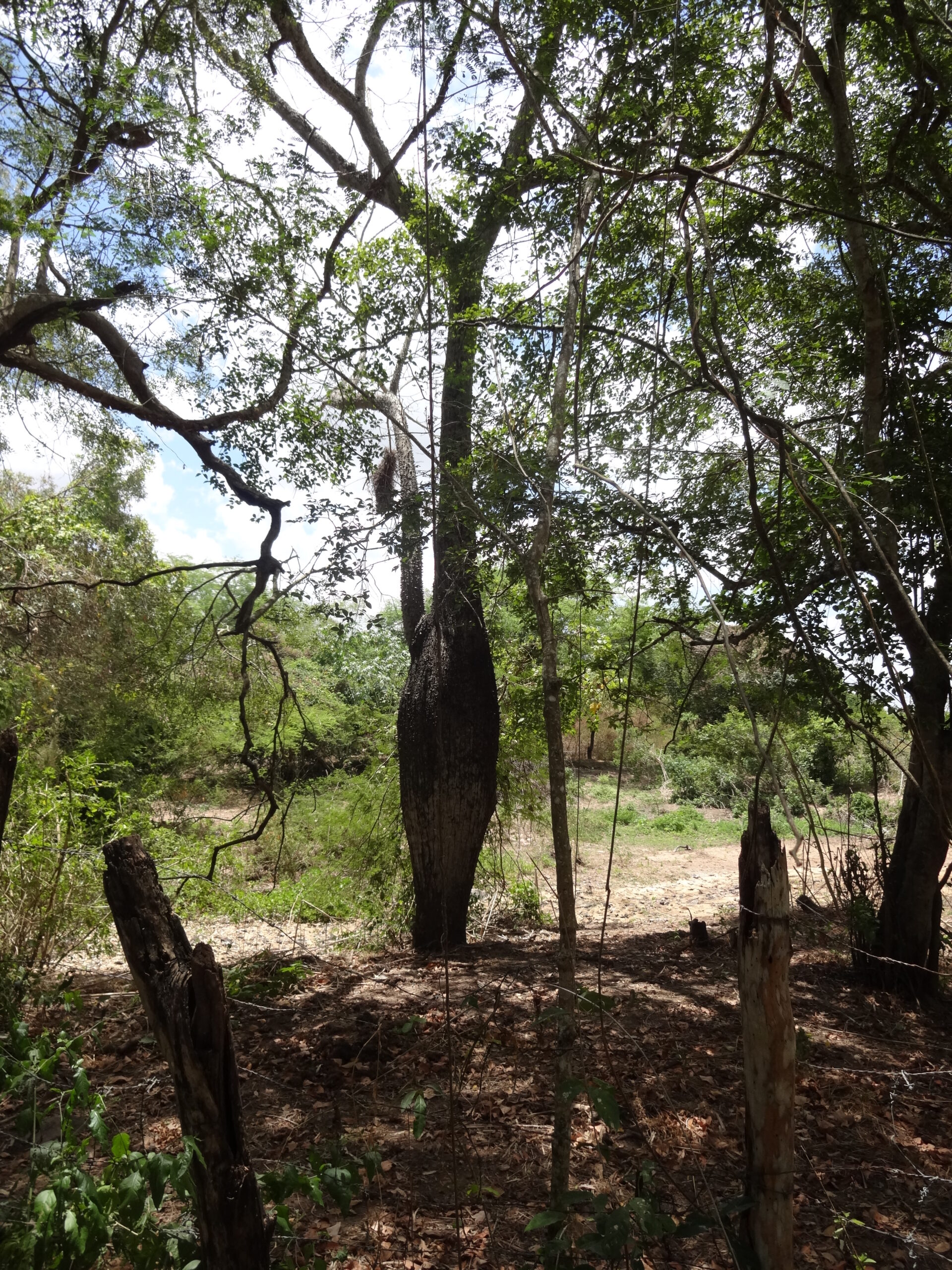 Tronco De Árvore Na Floresta Em Um Dia De Verão. Bushes E Flores