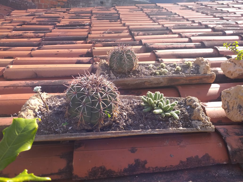 Cultivar plantas em casa cria novas rotinas durante o isolamento social