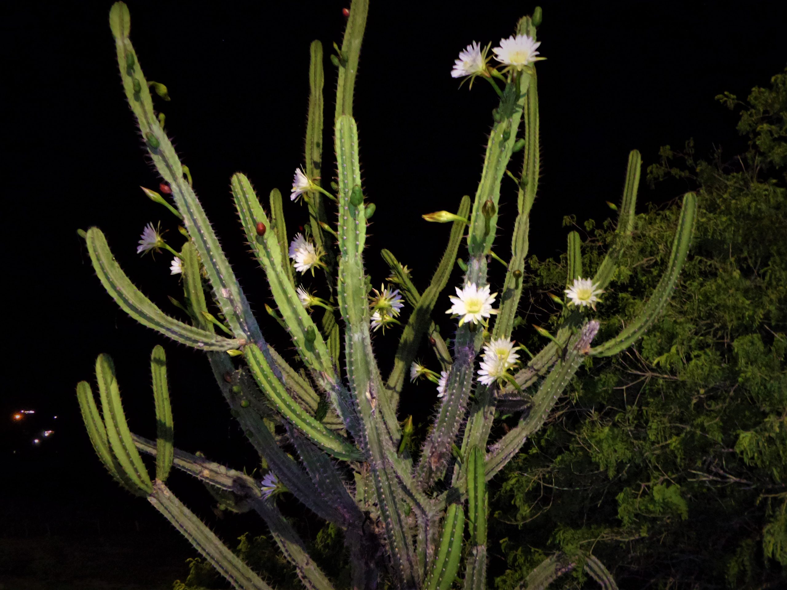 Mandacaru se destaca na caatinga por esbanjar resistência e beleza | IMA -  Instituto do meio Ambiente