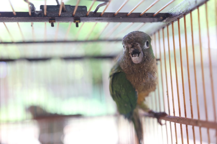 IMA e a proteção à fauna de Alagoas: distinguindo animais do tráfico e os criados legalmente | IMA