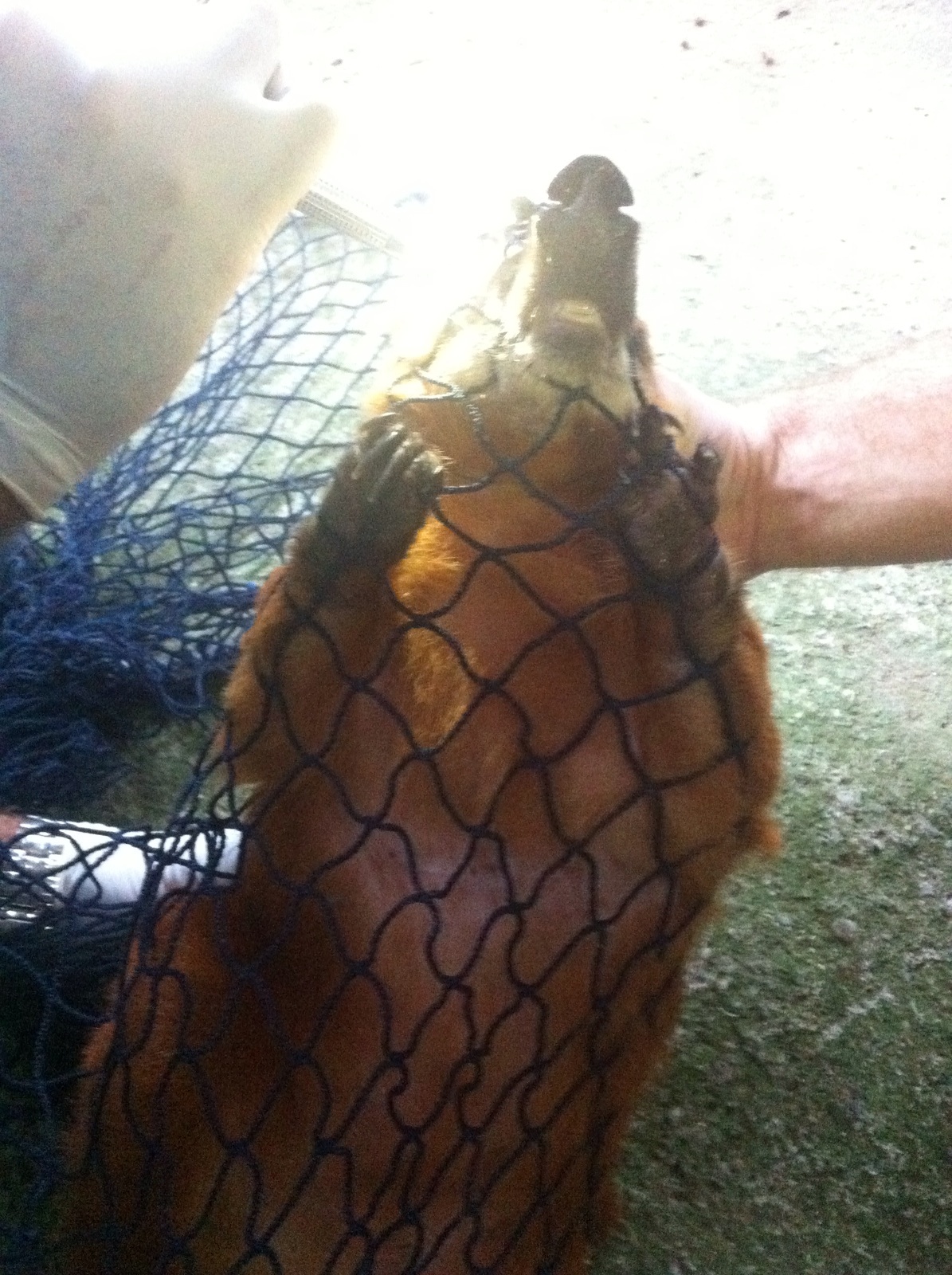 Quati - ferimento cicatrizado