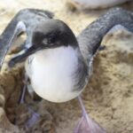 Divulgação/ Instituto Biota