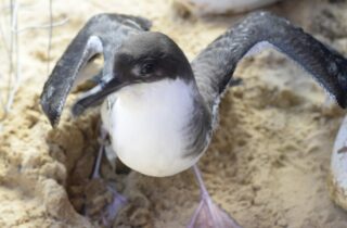 Divulgação/ Instituto Biota