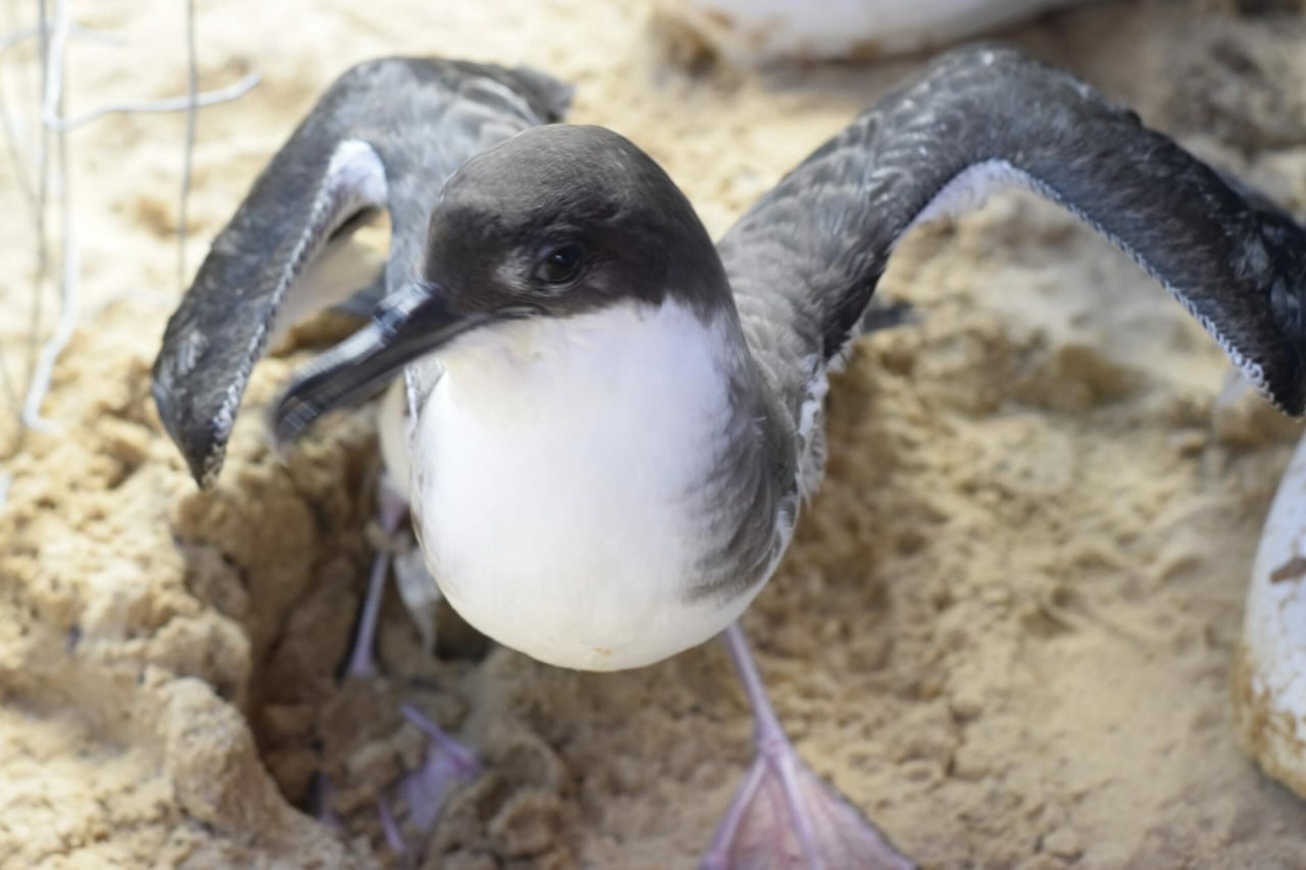 Divulgação/ Instituto Biota