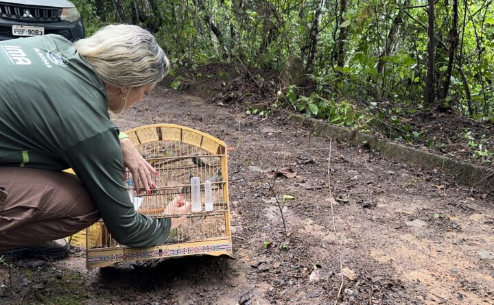 Centro de Triagem solta 164 animais silvestres em área de Mata Atlântica