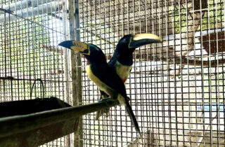 Foram encaminhados dois araçaris e um pássaro-preto, animais resgatados em ação de fiscalização Foto: Ascom IMA